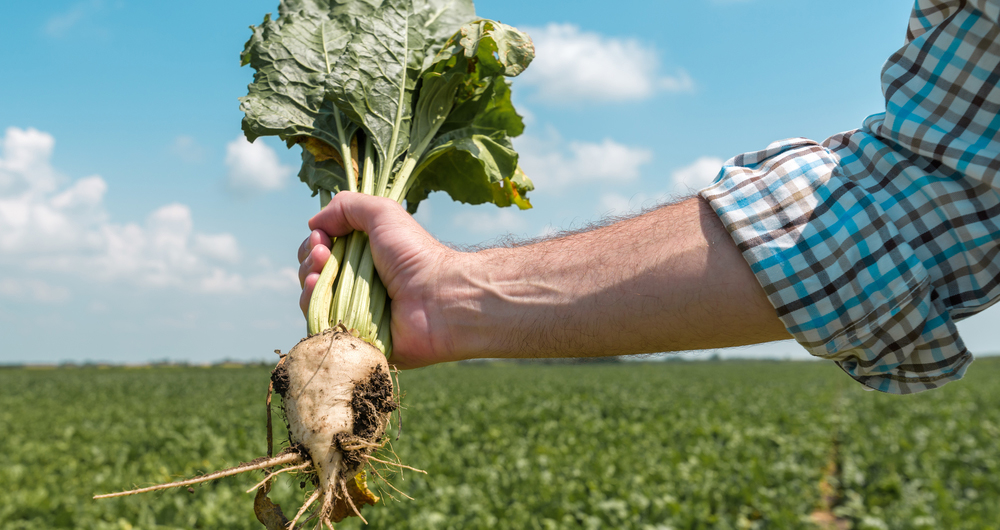 Hand holding sugarbeet