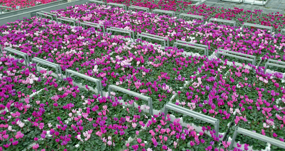 Trays of flowers growing in a nursery