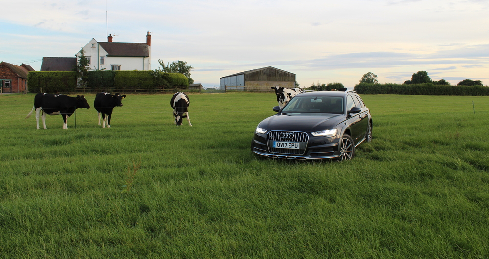 Audi vehicle in front of cows