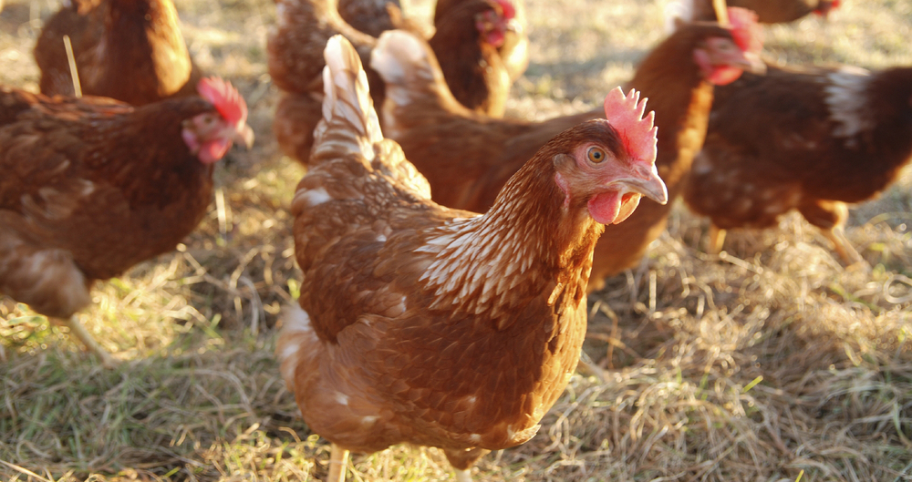 Free range hens in the sunshine