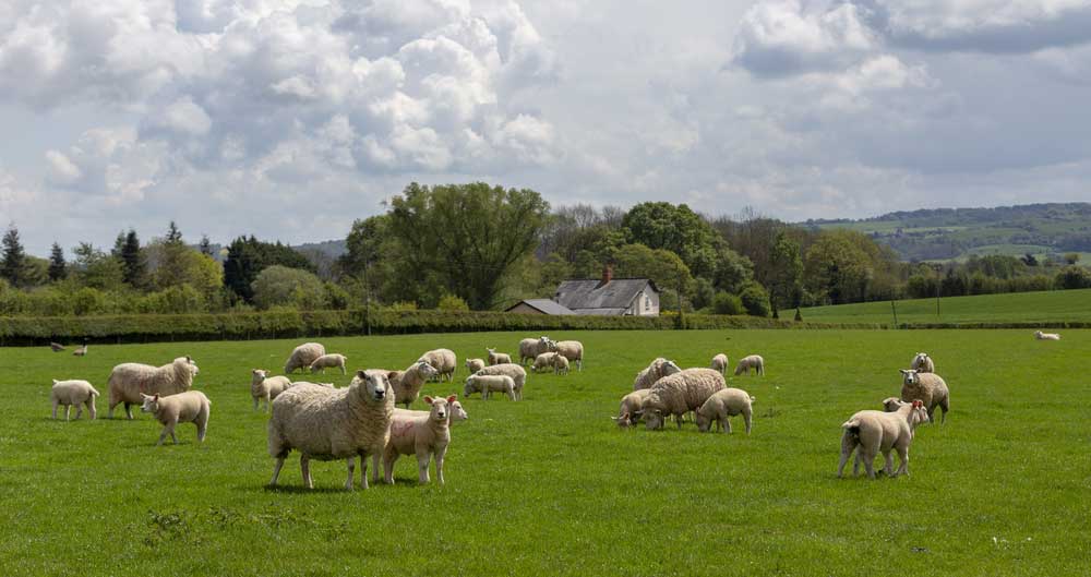 Lleyn sheep, Commonwood Farm