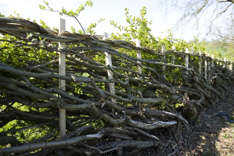 Grow Your Own Hedgerow Countryside Online